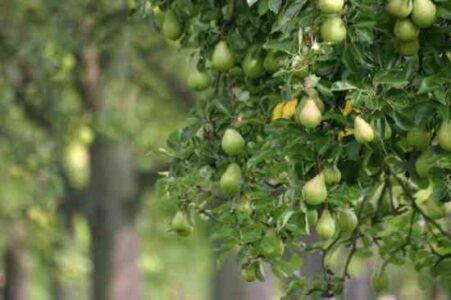 Starting an Orchard: Apples, Cherries, Peaches, Plums and Pears Image